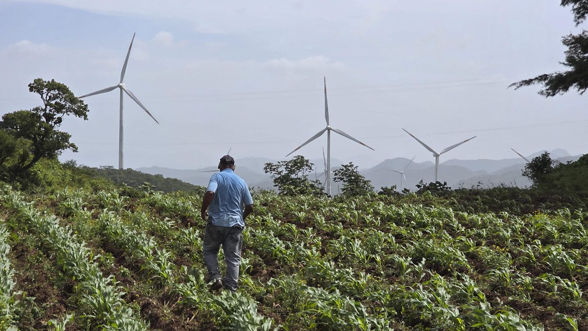 Importar granos no es solución contra la inseguridad alimentaria en Honduras, dice experto