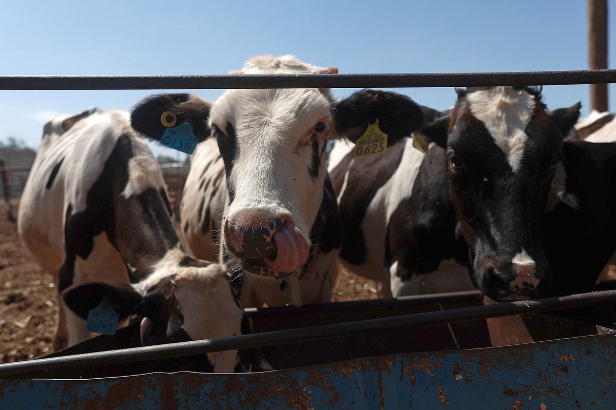 Ganaderos del norte de México refuerzan medidas sanitarias por plaga de gusano barrenador