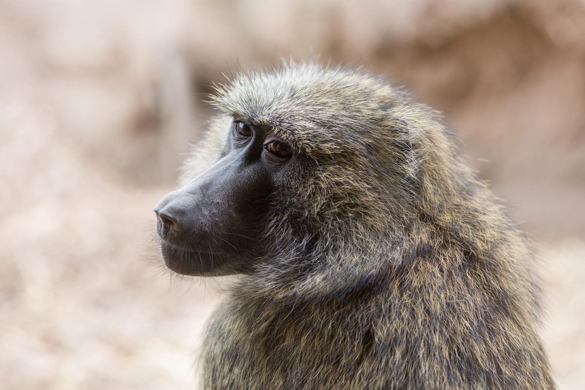 Los primates poseen intuición geométrica, con un origen similar al humano