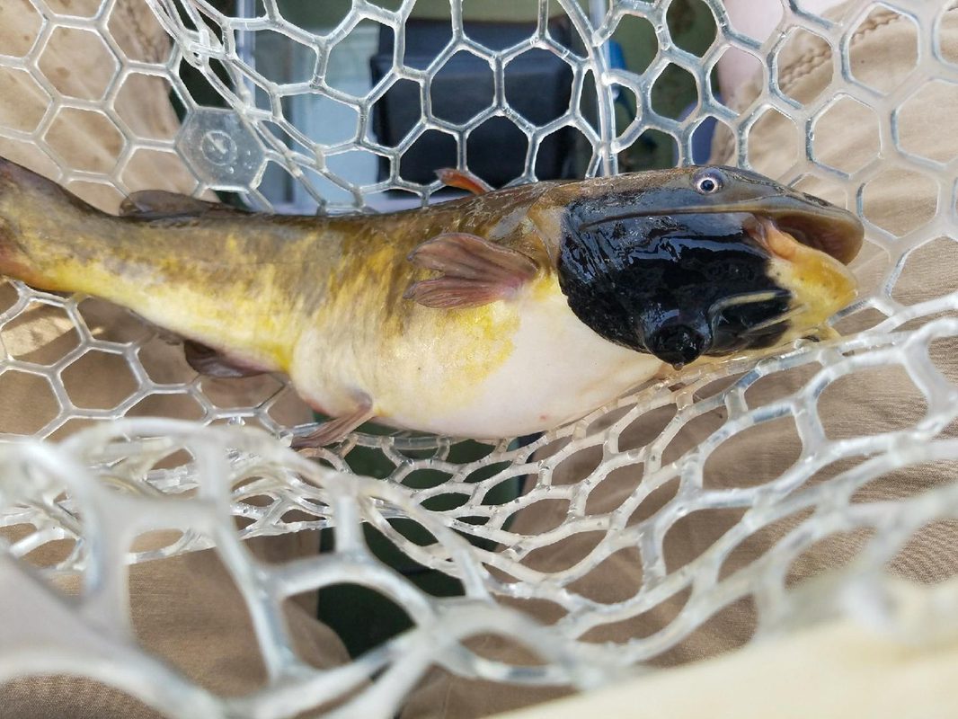 Identifican un cáncer transmisible entre peces, el cuarto documentado en animales