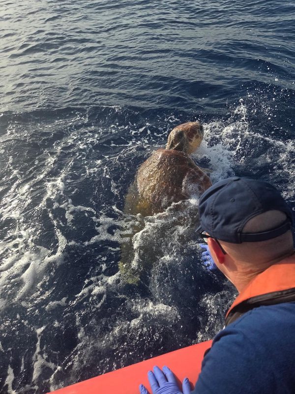 La Guardia Costera rescata una tortuga boba de unos 80 años en los Cayos de Florida