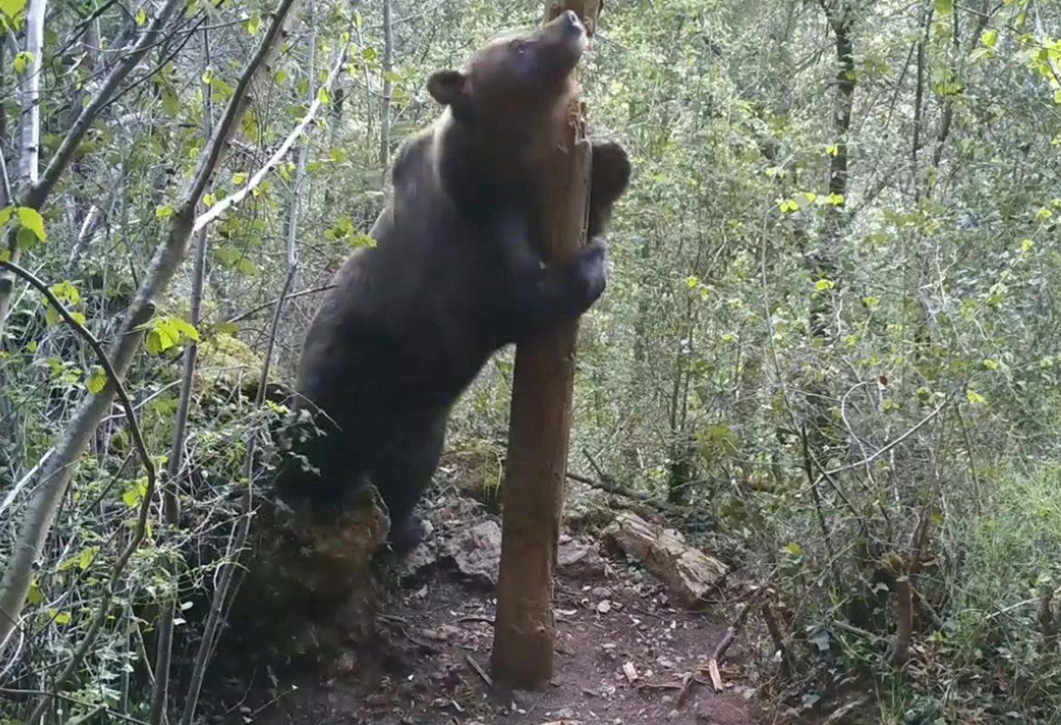 Algunos osos son capaces de «mentir» para parecer más grandes que sus rivales