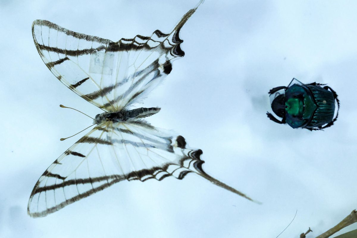 Identifican más de 8.000 potenciales nuevas especies de insectos en Ecuador gracias al ADN