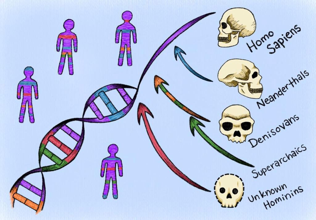 Un nuevo enfoque computacional identifica ADN humano heredado de ancestros «fantasma»