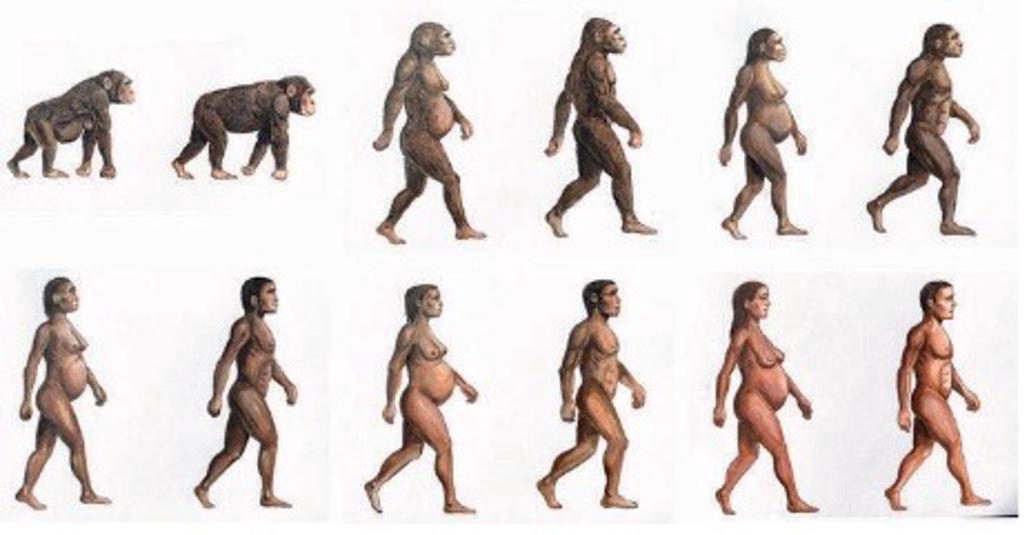 Los azúcares naturales han sido fundamentales para la evolución del cerebro humano