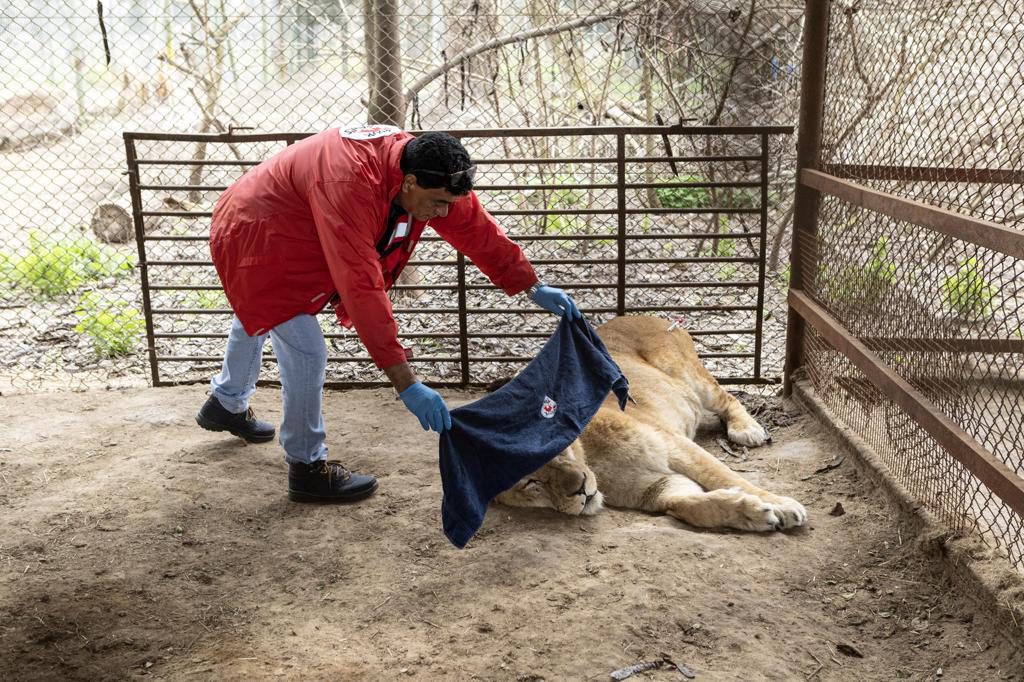 Despliegan operativo para enviar 30 grandes felinos desde Argentina a EE.UU. y Sudáfrica