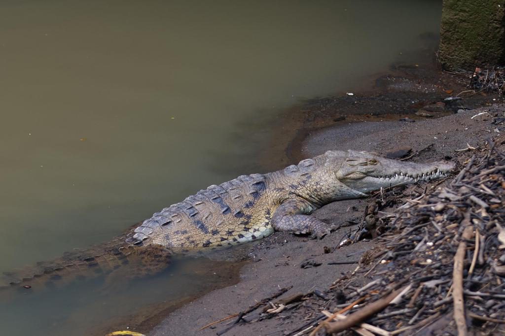 Entre calles y quebradas, los cocodrilos desafían el avance de la ciudad en Panamá