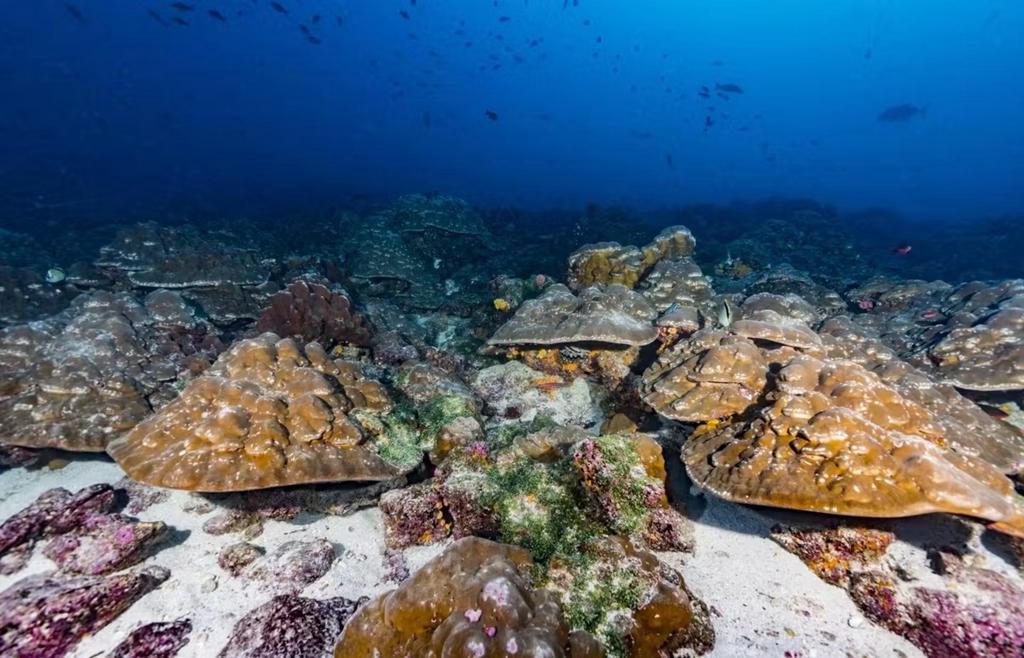 El Niño se ha intensificado un 37 % debido al cambio climático